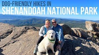 Dog-Friendly Hikes in Shenandoah National Park // Shenandoah National Park [EP 103]