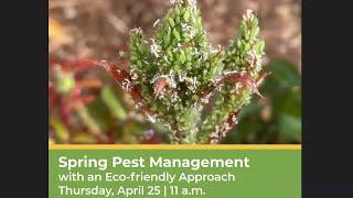 Spring Pest Management with an Eco-friendly Approach