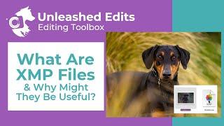 What Are XMP Files and Why Might They Be Useful? - Dog Photography Editing Tutorial