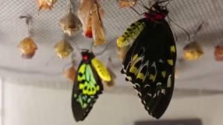 Witnessing Butterflies Emerge | California Academy of Sciences