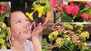 BUYING PLANTS TO PLANT IT ON MY SIMPLE MINI GARDEN || ANN'S MIXED JOURNEY