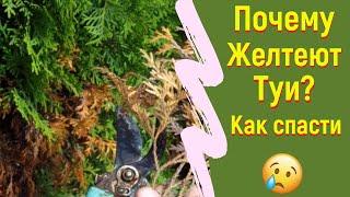 Желтеет туя смарагд осенью | Почему и Что делать? Как спасти?