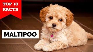 Maltipoo - Top 10 Facts