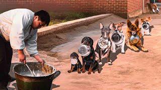 10 Best Trained & Disciplined Dogs in the World!