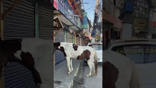 Only in Nepal 