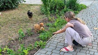 Puppies, Abandoned Without Any Mercy, Can't Stop Jump for Joy after Being Rescued