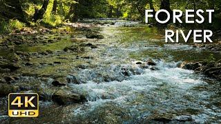 4K Forest River - Stream Sounds for Sleeping - No Birds - Relaxing Nature Video - Water Flowing 10 h