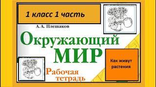 Окружающий мир 1 класс Как живут растения?