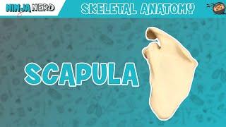 Scapula Anatomy