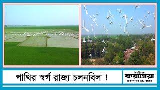 সবুজ গাছের মাঝে কাশফুলের মিতালী