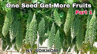 How to Grow Bitter Melon from One Seed to Get More Fruits / Growing Bitter Melon at Home by NY SOKOM