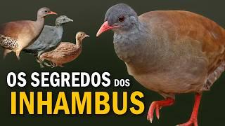 INHAMBUS e CODORNAS: Comportamentos e Cantos das aves comuns da ROÇA | Tinamideos do Brasil