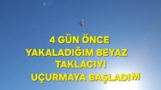 Yakaladığım kaçak beyaz taklacı,yı uçurmaya başladım.