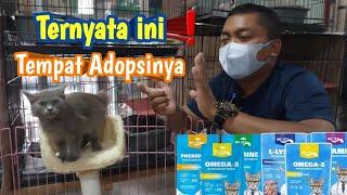 Grebek bongkar Harga kucing  Tempat Adopsi kucing live tiktok