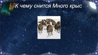 К чему снится Много крыс (Сонник)