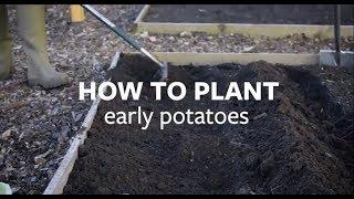 How to plant early potatoes | Grow at Home | Royal Horticultural Society