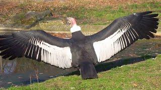 Beautiful Birds  Condor open wings    Andenkondor