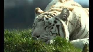 White tiger facts- (Panthera tigris tigris)