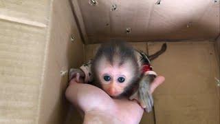 Baby Monkey - The Process of Adopting and Caring for Monkey Little Maocau