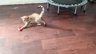 Бенгальский котенок Арчи и шарик Chaton Bengal Archie joue avec un ballon