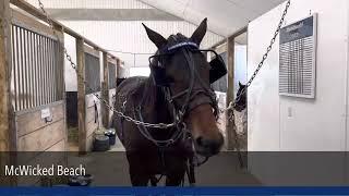 OAS2023 Yearlings Harness Racing Standardbreds in Training @standardbreds