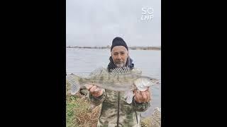 РЫБАЛКА НА ДНЕСТРЕ #рыбалка #рыбалканаДнестре #рыбалкамаяки #русалка #fishing