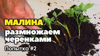 Размножение малины черенками. Попытка №2