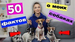 50 ФАКТОВ О МОИХ СОБАКАХ | ВСЯ ПРАВДА О ЛЕО, НИКОЛЬ И ДОМИНИКЕ!!!