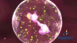 Neutrophil Extracellular Trap