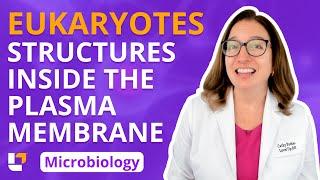 Eukaryotes: Structures Inside the Plasma Membrane - Microbiology for Health Fields | @LevelUpRN