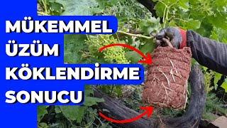 Üzüm Köklendirme Nasıl Yapılır? | Asma Köklendirme | Sonuçlu | #tropikaltopraktv #asma #üzüm