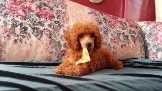 Available AKC Red Miniature Poodles