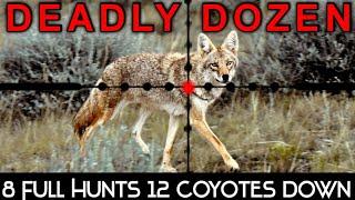 The Best Daytime Coyote Hunting | 12 Down | 6.5 Creedmoor