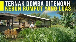 Peternak Muda 22 Tahun Sukses Ternak Domba dan Punya Kebun Rumput yang Luas