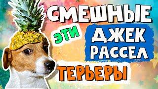Эти смешные и забавные джек рассел терьеры/Часть 1/Funny Jack Russell Terrier Dogs Video Collection