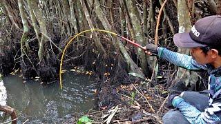 Dibawah akar pohon tua ikan banyak bersembunyi saat mancing dirawa #SG-415