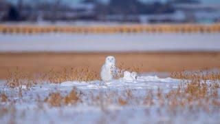 Birds of Alberta - My First Year of Birding