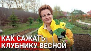 Как сажать клубнику весной