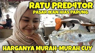 TEH NAYA RATU PRED4TOR PASAR IKAN HIAS PARUNG. HARGANYA PALING MURAH DAN TERKUMPLIT SEPASAR PARUNG.