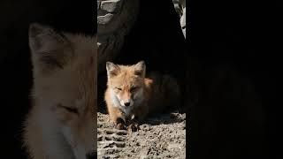 Foxes will sleep anywhere! Up close with a cute fox. #mmm #fox #naptime #cuteanimals