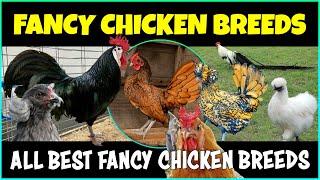 Best Fancy Chicken Breeds | Fancy Chicken Farming