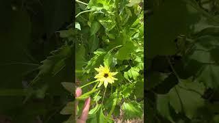 August blooms #gardening #garden #sunflower #cosmos #flowers