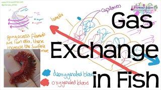 Gas Exchange in Fish - Countercurrent Principle and Head Dissection | Revision for Biology A-Level