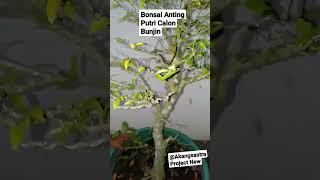 BONSAI ANTING PUTRI BUNJIN#shorts