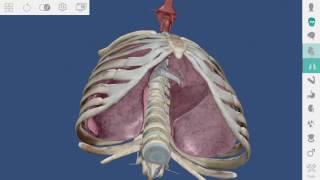 Human Anatomy Atlas for zSpace - Tutorial