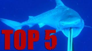 Shark Attacks!! My Top 5 Encounters!!