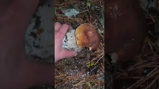 Funghi porcini /белые грибы /borowiki