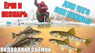 ЁРШ и ПЕСКАРЬ . Для чего они нужны? Подводная съёмка.