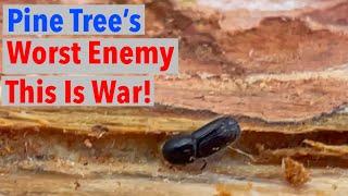 Saving Forests from Pine Bark Beetles This is War