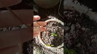 how to propagate strawberry #easyplants #plant #propagate #shortsvideo #houseplants #garden #hobby